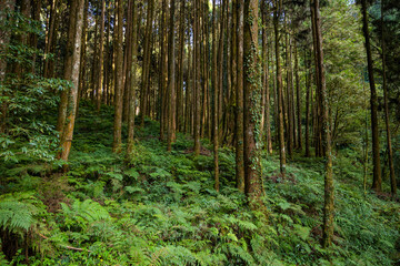 Fototapeta premium Forest landscape in alishan national forest recreation area