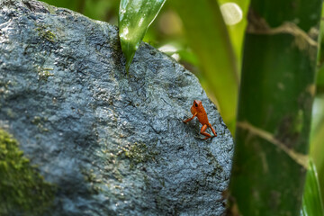 Red Poison Dart Frog - Oophaga pumilio, beautiful red blue legged frog from Cental America forest,...
