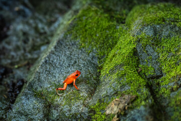 Red Poison Dart Frog - Oophaga pumilio, beautiful red blue legged frog from Cental America forest,...