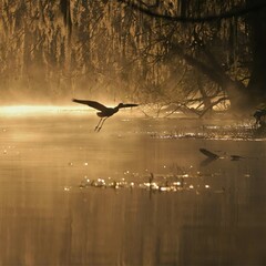 olden Misty Morning Enchantment While Kayaking Silver River