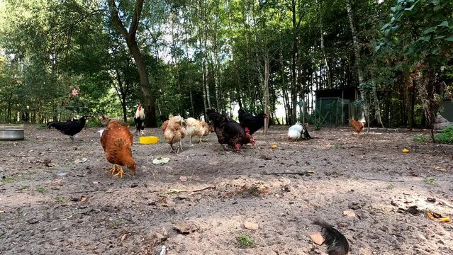Chickens 10 Polish Onagadori La Fleche Wyandotte Frisian Gull Plymouth Rock Leghorn