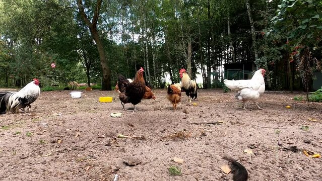 Chickens 13 Polish Onagadori La Fleche Wyandotte Frisian Gull Plymouth Rock Leghorn