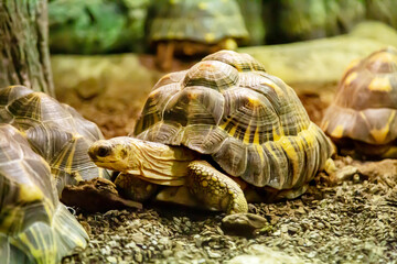 Madagascar radiant turtle (Latin Astrochelys radiata) against the background of sea sand on a clear sunny day. Animals, mammals, predators.