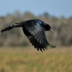 Black Crow in Flight Sweetwater Wetlands 