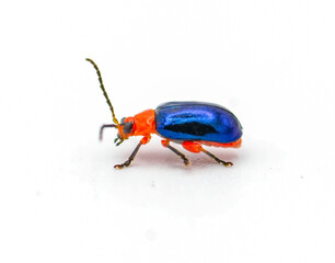Shiny flea beetle - Asphaera lustrans - bright blue and red color with iridescence isolated on white background side profile view