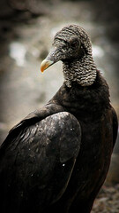 portrait of a vulture