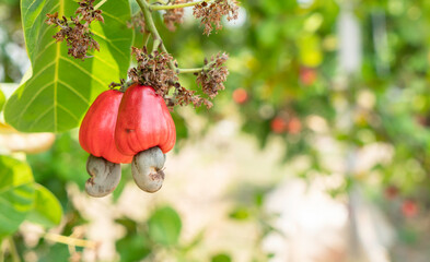 Fresh red cashew fruit on the tree in the agricultural farm.