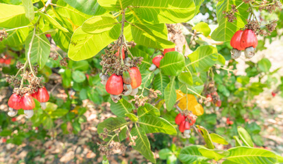 Fresh red cashew fruit on the tree in the agricultural farm.