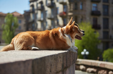 Couple of purebred Pembroke Welsh Corgi dogs lying in the sun in the center of European city. Two young corgis enjoying the sunny day outdoor