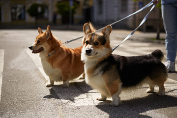 Two adorable corgis walking on a leash. Pet owner walks Pembroke Welsh Corgi dogs in the city center