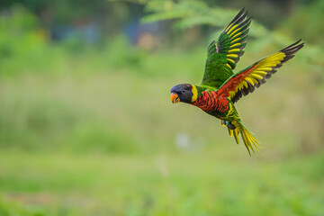 the perkici is flying