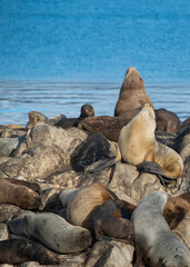 Sea lions resting at rocky island, ushuaia