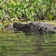 American Alligator with Prey at Silver Springs State Patk