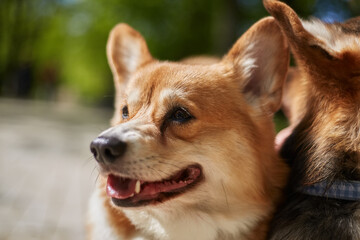 Portrait of a brown Pembroke Welsh Corgi dog. Adorable young animal in the park