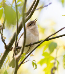 Garden warbler, Sylvia borin. A bird sits on a tree branch and sings