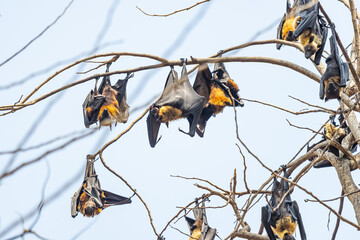 Bat on the tree in daytime with blur foreground and background focus