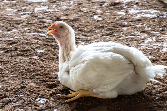 White broiler chicken pants on a hot day or summer seasion. Mortality high in summer day. Chicken face, A overweight chicken panting in an indoor farm.