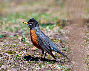 American Robin Photo and Image. Standing on ground and foraging for food with blur background in its environment and habitat surrounding displaying plumage feather. Robin Picture.