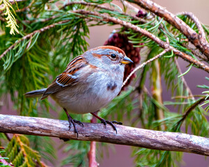 American Tree Sparrow Photo and Image. Sparrow close-up side view perched on a branch with a blur coniferous branches background in its environment.