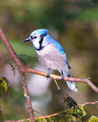 Blue Jay Photo and Image.