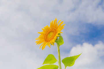 太陽望むひまわり