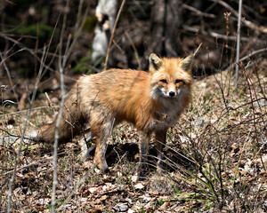 Naklejka na ściany i meble Red Fox Photo Stock. Fox Image. Close-up profile view in the spring season displaying fox tail, fur, in its environment and habitat with a blur brown leaves background.Picture. Portrait.