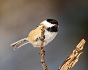 Chickadee Photo and Image. Close-up perching on a tree twig with blur background displaying open beak, tongue, eye, feet, tail in its envrionment and habitat surrounding.