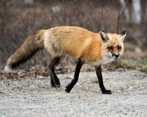 Red Fox Photo Stock. Fox Image. Close-up profile side view in the spring season with blur background in its environment and habitat. Picture. Portrait. Photo.