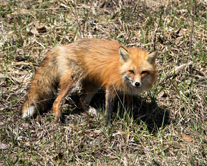 Red Fox Photo Stock. Fox Image. Close-up profile side view in the spring season displaying fox tail, fur, in its environment and habitat with a blur foliage background. Picture. Portrait.