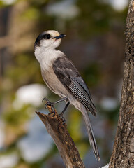 Obraz premium Grey Jay Photo and Image. Side view perched on a tree branch displaying grey colour, tail, wings, feet, eye with a forest background in its envirionment and habitat surrounding.