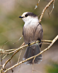 Grey Jay Photo and Image.  Front view perched on a tree branch displaying grey colour, tail, wings, feet, eye with a forest background in its envirionment and habitat surrounding.