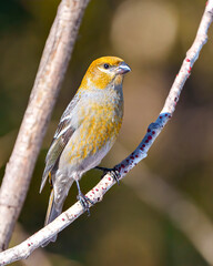 Pine Grosbeak Photo and Image. Grosbeak female perched on a branch with a blur forest background in its environment and habitat and displaying rust colour feather plumage. Grosbeak Portrait.