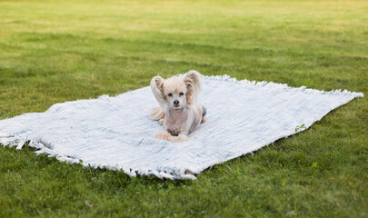 A Chinese crested dog lies on a blanket and looks at the camera at a picnic in the park. Soft focus