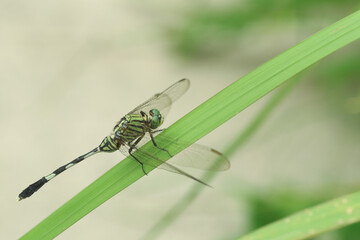 dragonfly on a green leaf