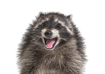 Portrait of a young raccoon mouth open. Weird expression
