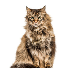 Maine Coon isolated on white