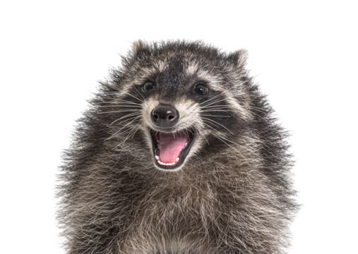 Portrait of a young raccoon mouth open. Weird expression