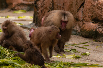 An alpha male hamadryas baboon walking. The hamadryas baboon is the northernmost of all the baboons. Copy space for text