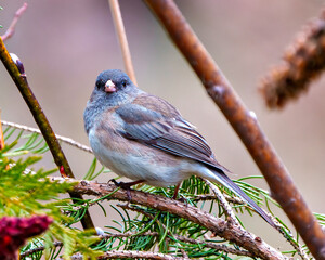 Junco Dark-eyed Photo and Image. Close-up side view perched with a forest background in its environment and habitat surrounding.