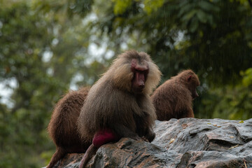 The hamadryas baboon, Papio hamadryas is a species of baboon, being native to the Horn of Africa and the southwestern tip of the Arabian Peninsula.