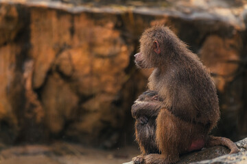 Hamadryas baboon mother with baby isolated on the rocky background. Copy space for text, wallpaper