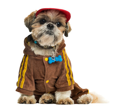 Dressed up Shih tzu with a cap, sitting, isolated on white