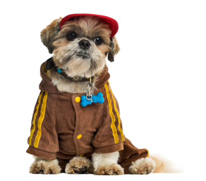Dressed up Shih tzu with a cap, sitting, isolated on white
