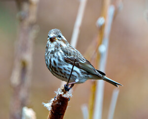 Purple Finch Female Photo and Image.  female perched on a cattail and looking at camera with soft background in its environment and habitat.  Finch Picture.