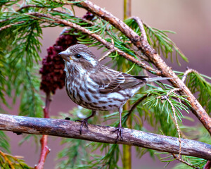 Purple Finch Female Photo and Image. Female perched on a branch with forest background in its environment and habitat.