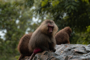 Family group of Hamadryas baboon monkeys resting on rocks with the green trees at the background, copy space for text