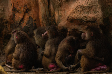 The hamadryas baboon, Papio hamadryas is a species of baboon, being native to the Horn of Africa...