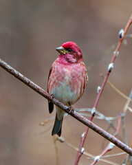 Purple Finch Photo and Image. Finch male close-up front view, perched on a branch displaying red colour plumage with a blur background in its environment.