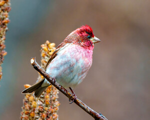 Purple Finch Photo and Image. Finch male close-up view, perched on a twig displaying red colour plumage with a blur coloured background in its environment