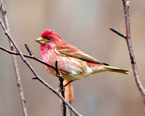 Purple Finch Photo and Image. Finch male close-up side view, perched on a branch displaying red colour plumage with a blur coloured background in its environment